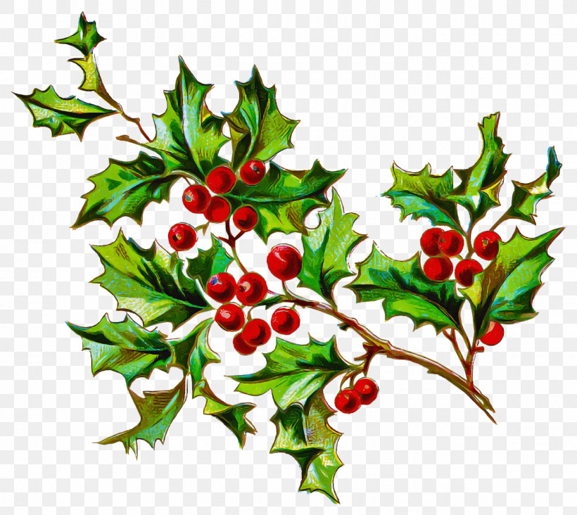 Christmas Holly Ilex Holly, PNG, 1300x1162px, Christmas Holly, American Holly, Branch, Chinese Hawthorn, Christmas Download Free