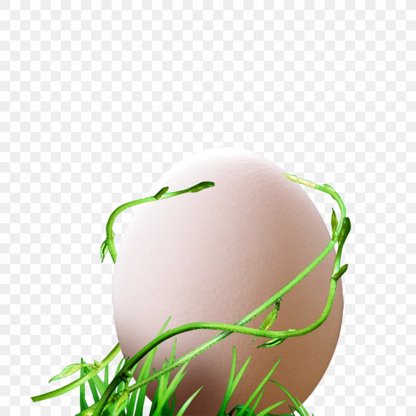 Egg Vine, PNG, 1134x1134px, Egg, Designer, Food, Grass, Green Download Free
