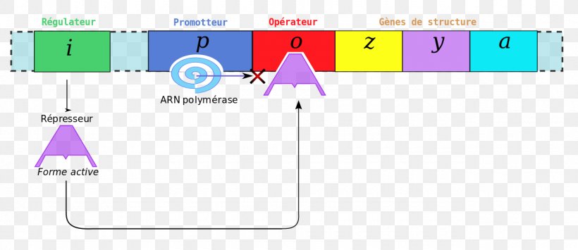 Graphic Design Brand Lac Operon, PNG, 1280x555px, Brand, Area, Diagram, Lac Operon, Lactose Download Free