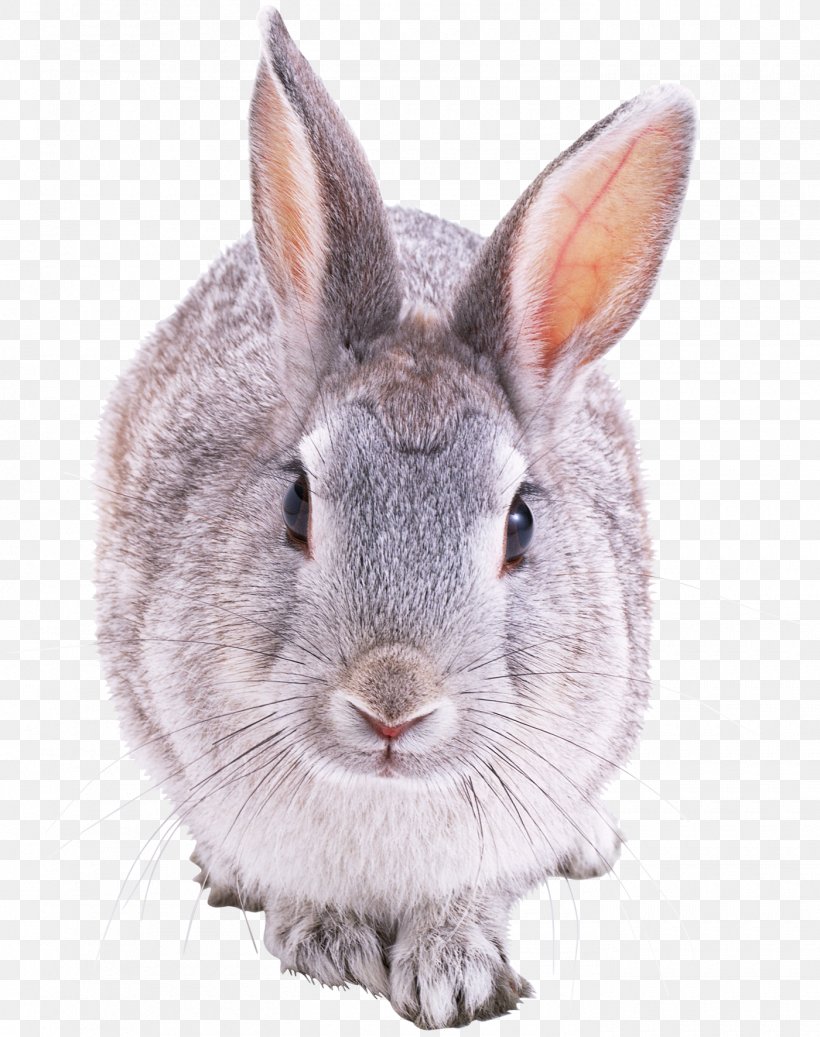 Hare Domestic Rabbit European Rabbit Clip Art, PNG, 1400x1772px, Hare, Domestic Rabbit, Drawing, European Rabbit, Fauna Download Free