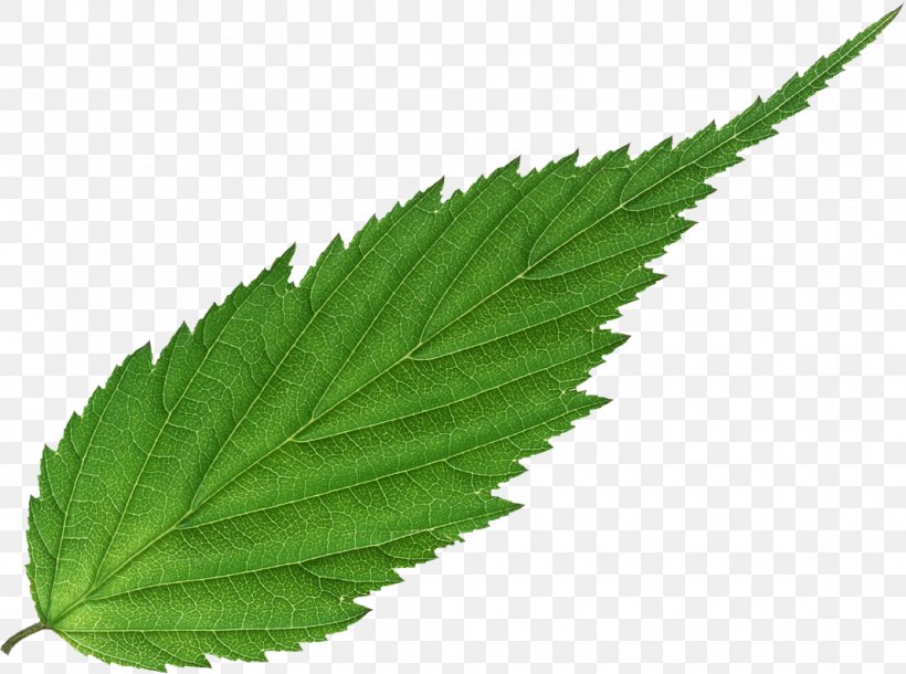 Leaf Plant Bladnerv Information Vascular Bundle, PNG, 1067x795px, Leaf, Bamboo, Bladnerv, Cannabis, Green Download Free