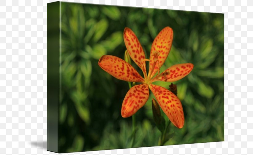Petal Leaf Wildflower, PNG, 650x504px, Petal, Flora, Flower, Leaf, Plant Download Free