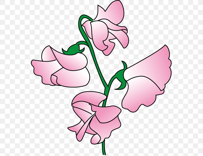 Sweet Pea Flower Clip Art, PNG, 569x631px, Watercolor, Cartoon, Flower, Frame, Heart Download Free