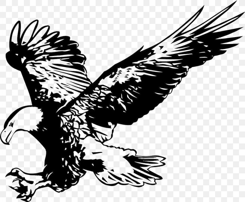 Bald Eagle Alamy Stock Photography, PNG, 1024x845px, Bald Eagle, Accipitriformes, Alamy, Beak, Bird Download Free