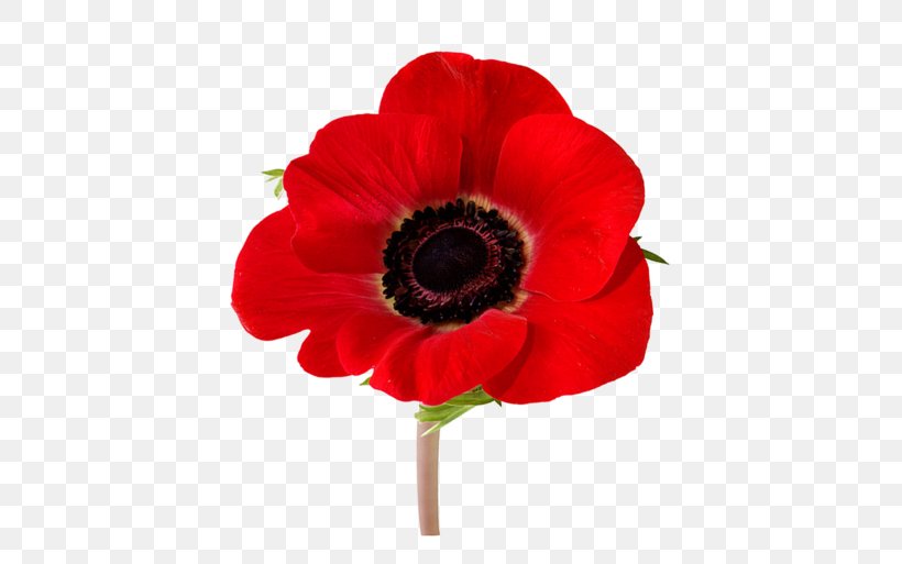 Anzac Day Poppy, PNG, 500x513px, Common Poppy, Anemone, Annual Plant, Anzac Day, Armistice Day Download Free