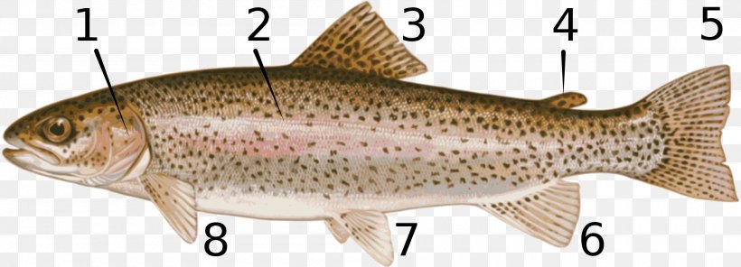 Brook Trout Fish Rio Grande Cutthroat Trout Eagle Lake Trout, PNG, 2000x723px, Trout, Animal Figure, Bony Fish, Brook Trout, Common Rudd Download Free