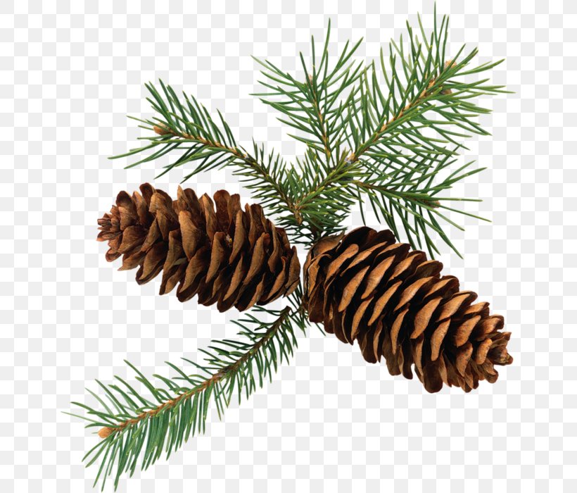 Conifer Cone Eastern White Pine Clip Art, PNG, 648x700px, Conifer Cone, Christmas Ornament, Cone, Conifer, Conifers Download Free