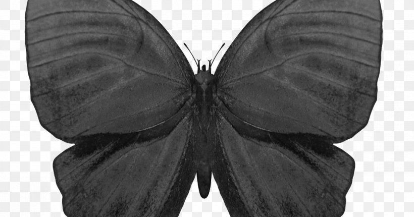Butterfly Pollinator Insect Autumn Flower, PNG, 1200x630px, Butterfly, Autumn, Black, Black And White, Butterflies And Moths Download Free