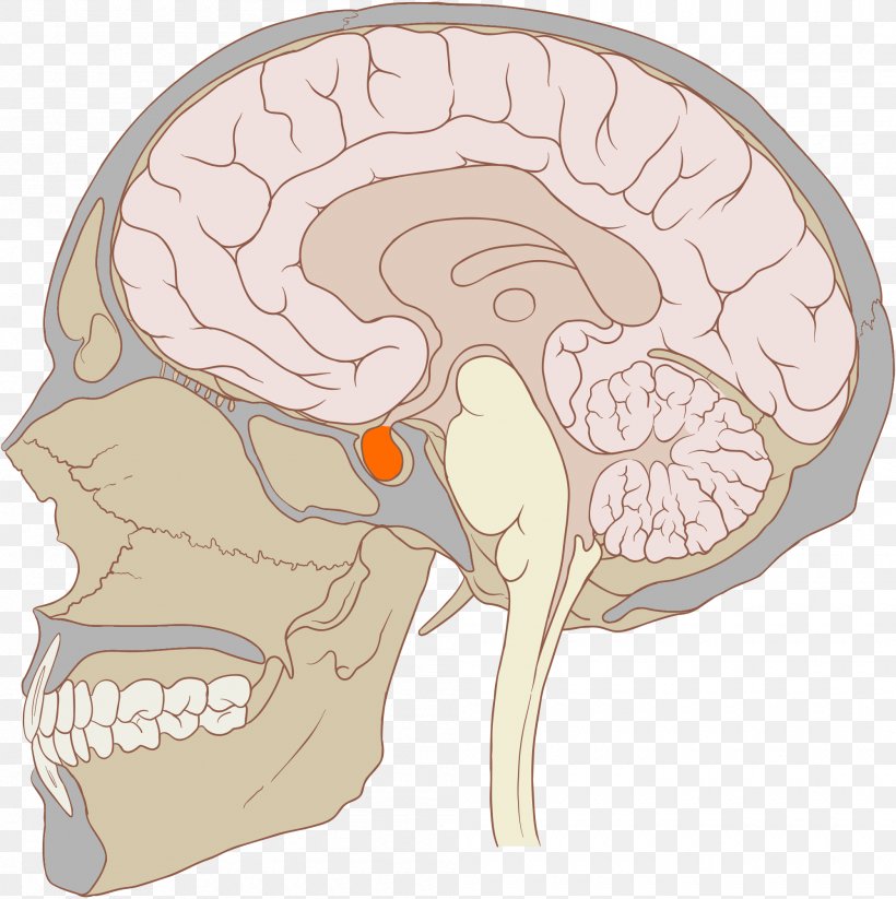 Pituitary Gland Anterior Pituitary Pituitary Disease Endocrine System