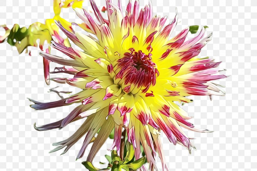 Flower Flowering Plant Plant Petal Wildflower, PNG, 2448x1636px, Watercolor, Annual Plant, Daisy Family, Flower, Flowering Plant Download Free