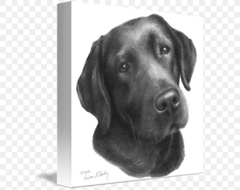 Labrador Retriever Drawing Sketch, PNG, 586x650px, Labrador Retriever, Art, Art Museum, Black And White, Carnivoran Download Free