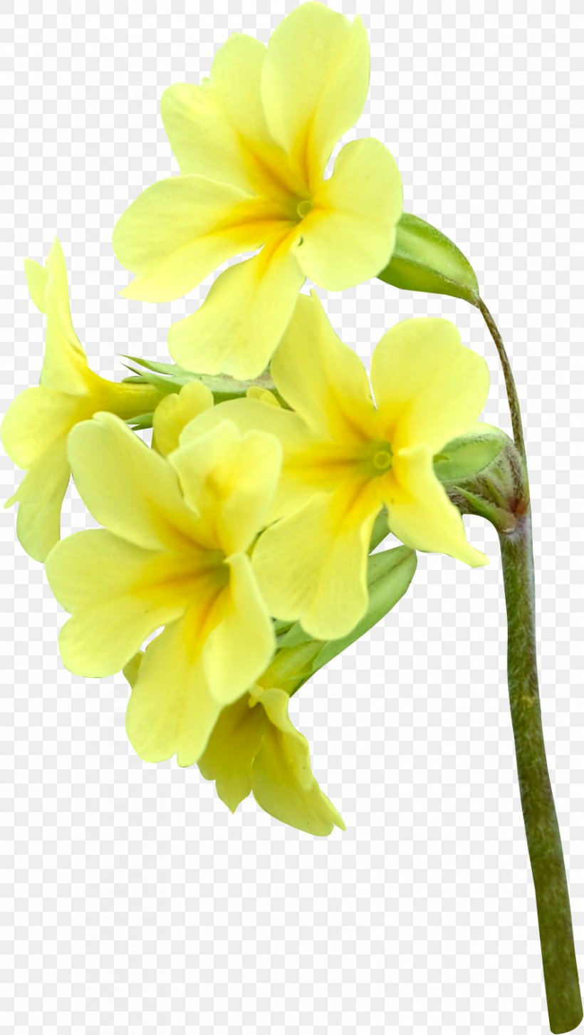 Moth Orchids Cut Flowers Rose Yellow, PNG, 887x1572px, Moth Orchids, Bud, Common Sunflower, Cut Flowers, Floristry Download Free