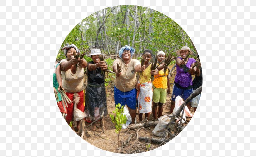Tree Eden Reforestation Projects Madagascar Deforestation, PNG, 500x504px, Tree, Adventure, Community, Deforestation, Eden Reforestation Projects Download Free