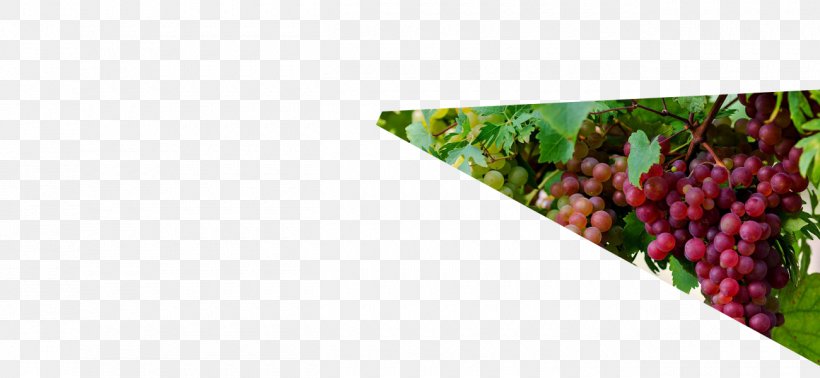 Grape Raisin Local Food, PNG, 1300x600px, Grape, Blog, Digital Media, Farmer, Food Download Free