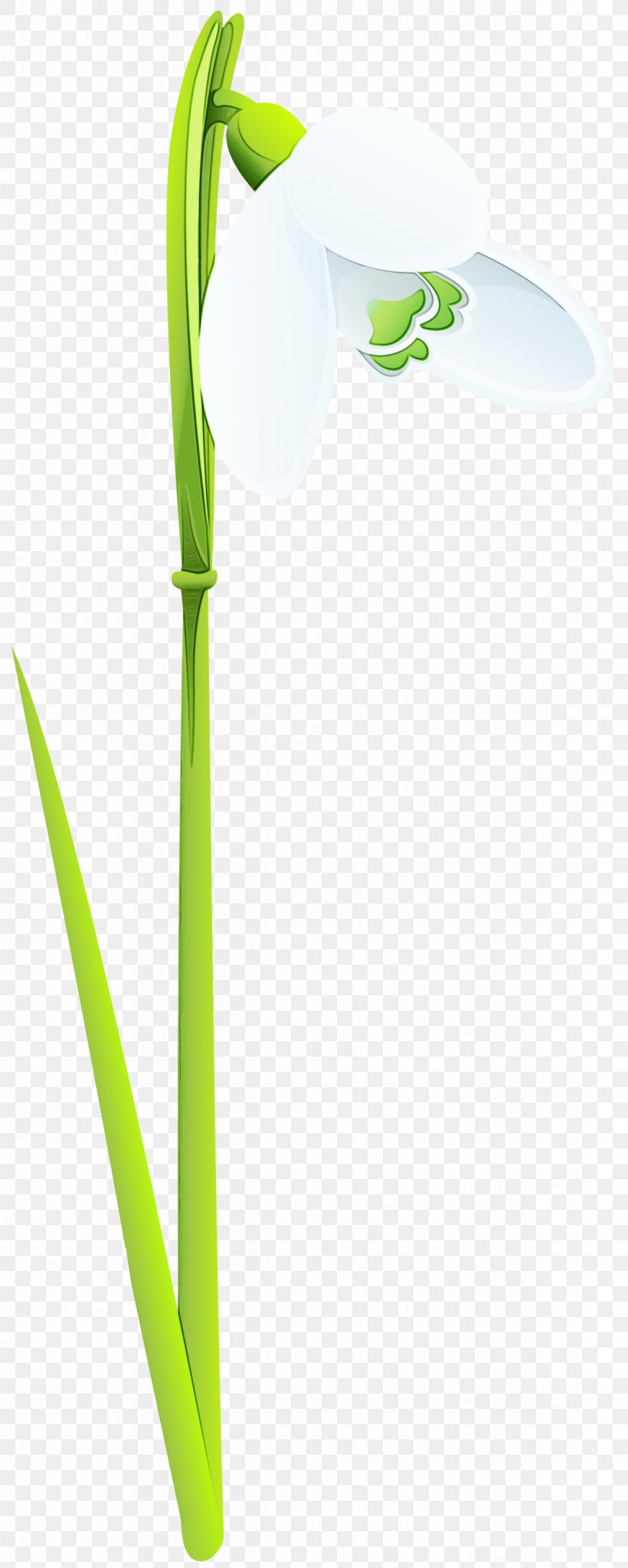 Green Leaf Plant Plant Stem Grass Family, PNG, 1201x3000px, Watercolor, Arum Family, Flower, Grass Family, Green Download Free