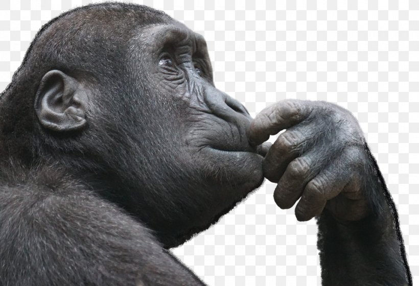 No Te Humour Ni Ha, PNG, 960x656px, Common Chimpanzee, Ape, Chimpanzee, Fauna, Gorilla Download Free