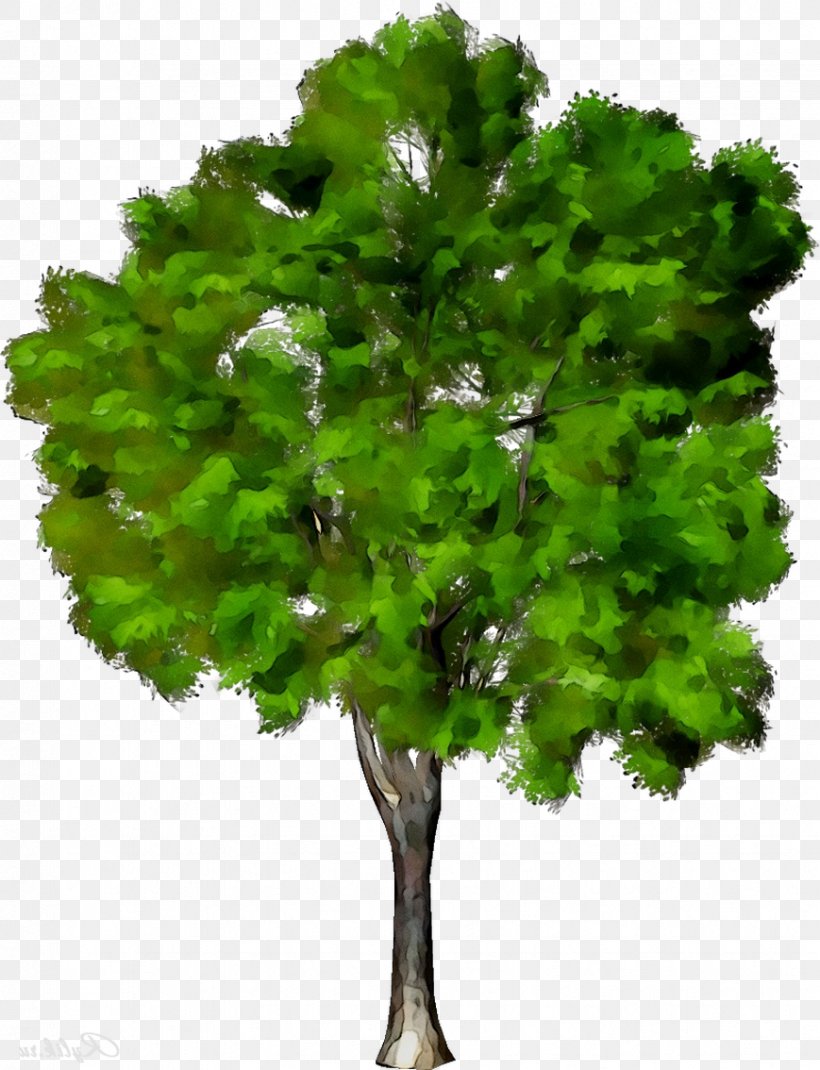 Plane Trees Leaf Plant Stem Branching, PNG, 869x1134px, Plane Trees, American Larch, Branch, Branching, Elm Download Free