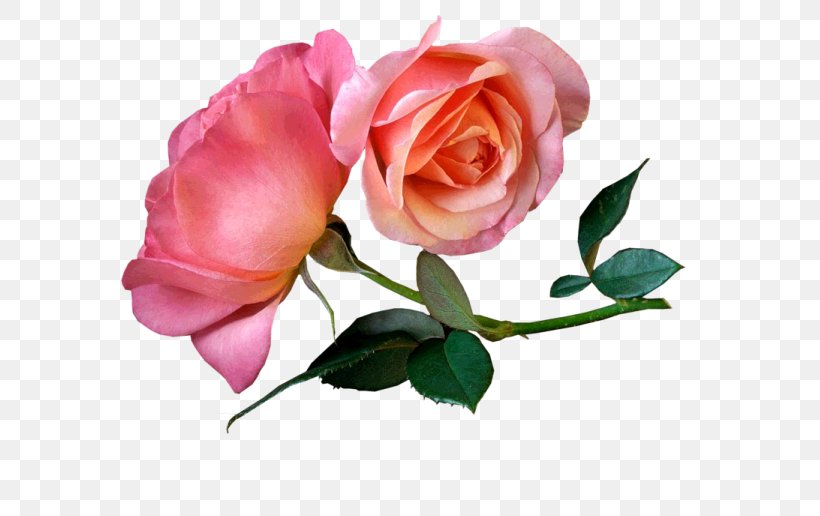 Garden Roses 1080p Desktop Wallpaper WUXGA, PNG, 636x516px, Garden Roses, Artificial Flower, Aspect Ratio, Cut Flowers, Floral Design Download Free
