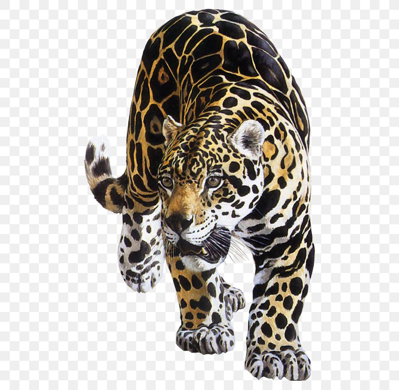 Jaguar Leopard Tiger Felidae Lion, PNG, 600x800px, Jaguar, Animal, Big Cat, Big Cats, Carnivoran Download Free