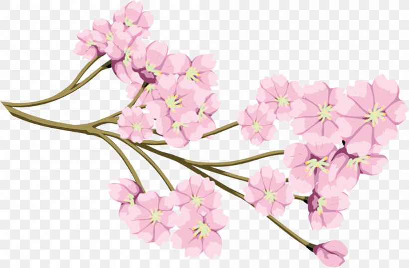 Cherry Blossom Flower Cerasus, PNG, 1047x686px, Cherry Blossom, Alismatales, Art, Blossom, Botany Download Free