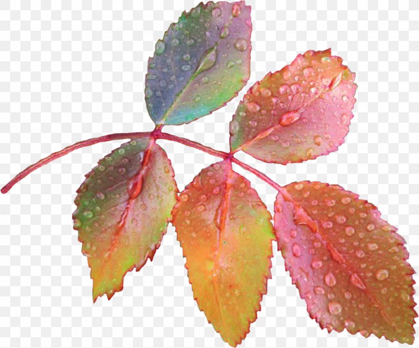 Leaf Petal Paper Dew, PNG, 1024x851px, 2017, 2018, Leaf, Autumn, Dew Download Free