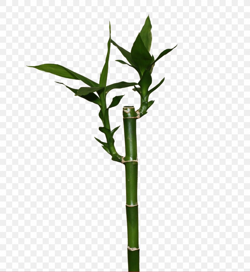 Lucky Bamboo Bamboe Victor Trading Plant, PNG, 1630x1773px, Bamboo, Bamboe, Centimeter, Dracaena, Flowerpot Download Free