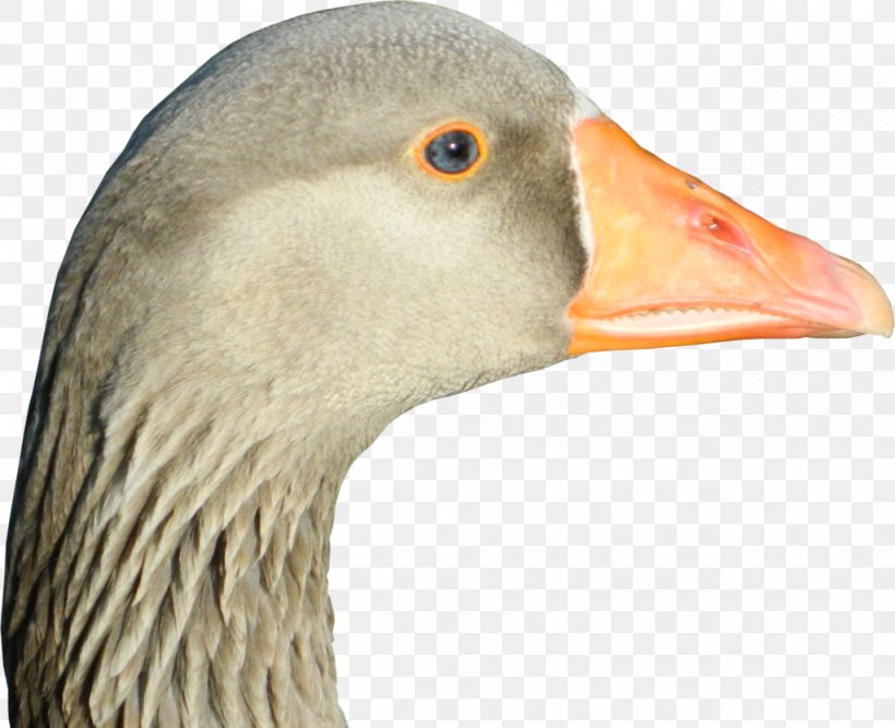 Goose Duck Feather Beak Close-up, PNG, 1024x833px, Goose, Animal, Beak, Bird, Close Up Download Free