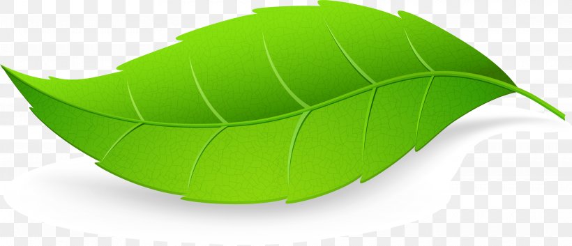 Leaf, PNG, 3840x1654px, Leaf, Cdr, Grass, Green, Mint Download Free