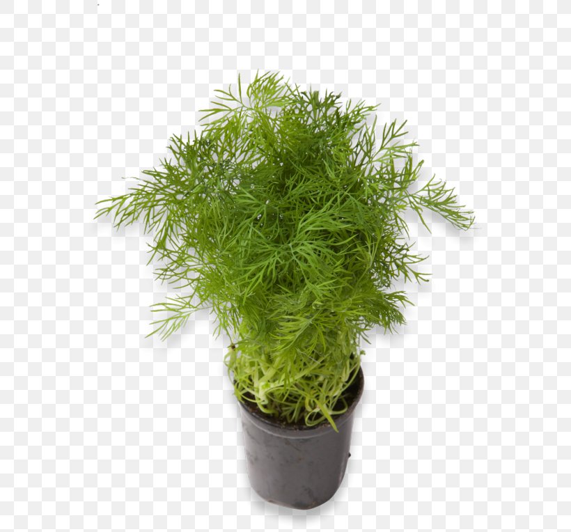 Meny Herb Dill Fennel Plant, PNG, 580x764px, Meny, Blade, Dill, Evergreen, Fennel Download Free
