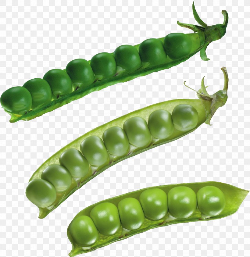 Pea Soup Split Pea Pulseless Electrical Activity Vegetable, PNG, 3368x3463px, Pea, Bean, Broad Bean, Commodity, Common Bean Download Free