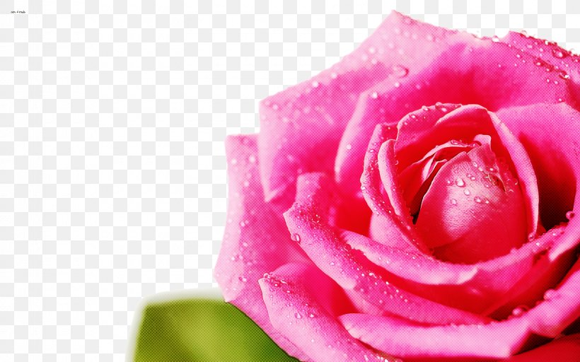 Garden Roses, PNG, 1600x1000px, Flower, Floribunda, Garden Roses, Hybrid Tea Rose, Petal Download Free