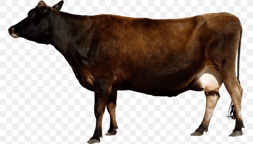 Holstein Friesian Cattle Dairy Cattle Clip Art Image, PNG, 768x467px, Holstein Friesian Cattle, Bull, Calf, Cattle, Cattle Like Mammal Download Free
