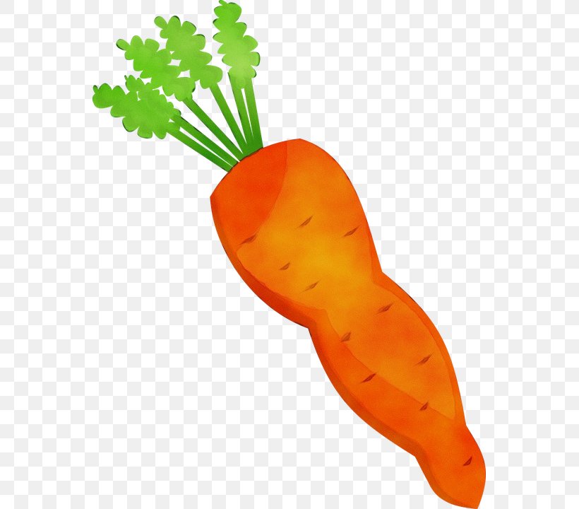 Leaf Watercolor, PNG, 557x720px, Watercolor, Baby Carrot, Beetroot, Carrot, Daikon Download Free