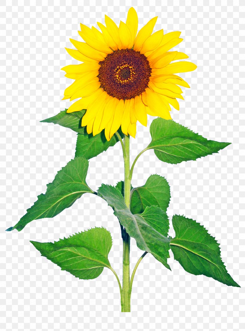 Common Sunflower Helianthus Giganteus Cut Flowers Drawing, PNG, 1000x1350px, Common Sunflower, Annual Plant, Botanical Illustration, Cut Flowers, Daisy Family Download Free