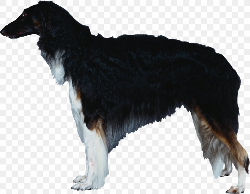 Dog Breed Borzoi Silken Windhound Rough Collie Bernese Mountain Dog, PNG, 2397x1864px, Dog Breed, Bernese Mountain Dog, Borzoi, Breed Group Dog, Carnivoran Download Free
