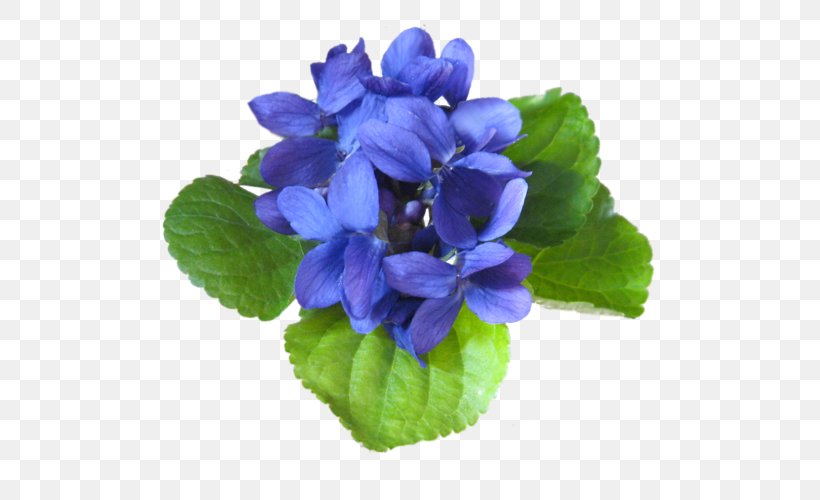 LiveInternet Flower Quotation Clip Art, PNG, 500x500px, Liveinternet, Blue, Flower, Flowering Plant, Plant Download Free