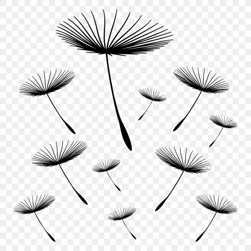 Pissenlit Sticker Room Photography Wall Decal, PNG, 1080x1080px, Pissenlit, Achene, Black And White, Dandelion, Flora Download Free
