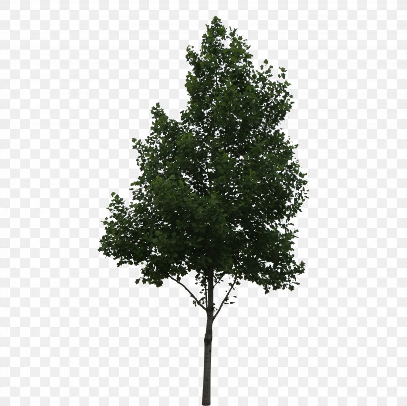 Populus Alba Tree Shrub Oak, PNG, 3249x3249px, Populus Alba, Architectural Rendering, Architecture, Aspen, Branch Download Free