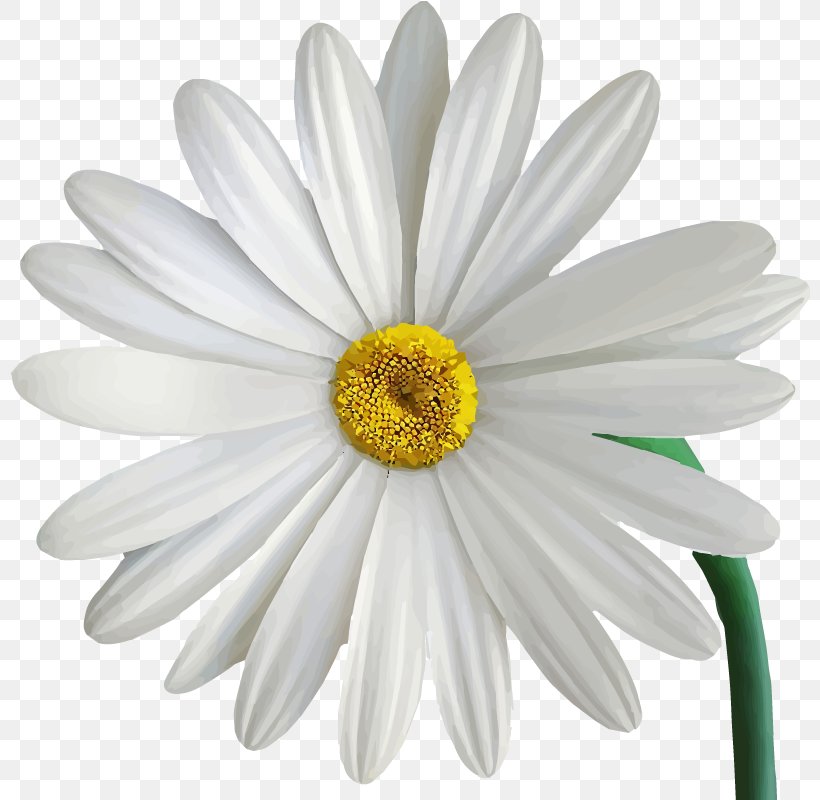 Chrysanthemum Common Daisy, PNG, 800x800px, Chrysanthemum, Chart, Chrysanths, Common Daisy, Daisy Download Free