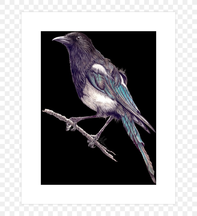 Fauna Beak Feather, PNG, 740x900px, Fauna, Beak, Bird, Crow Like Bird, Feather Download Free