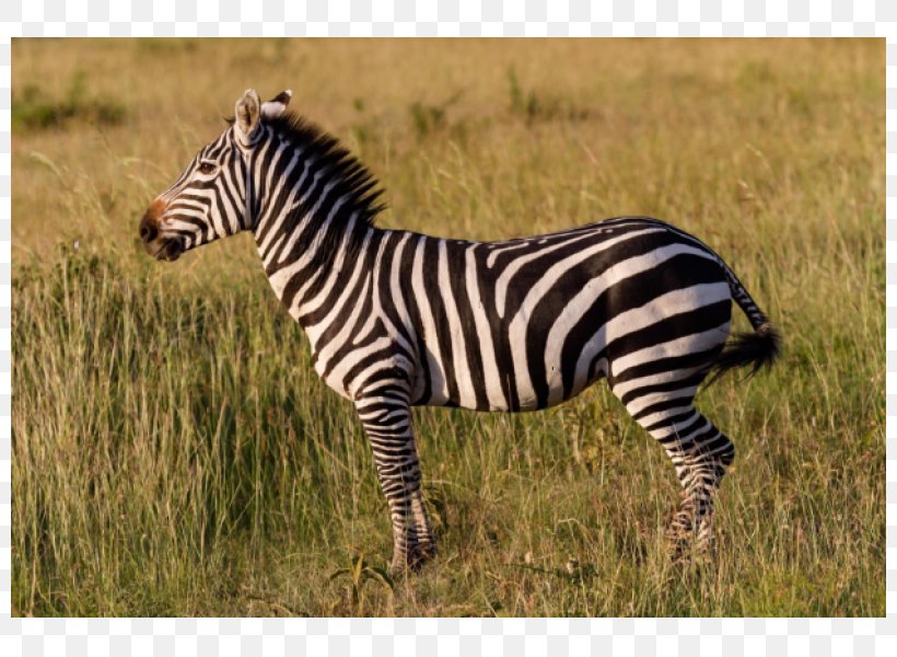 Zebra Horse Maasai Mara Animals For Kids, Planet Earth Animal Sounds Child,  PNG, 800x600px, Zebra, Animal,