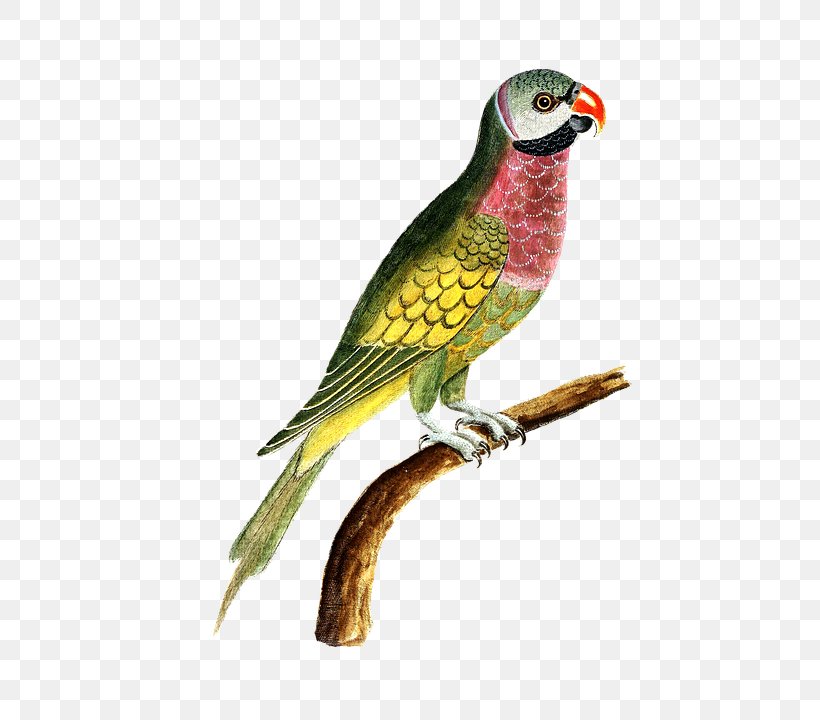 Budgerigar Macaw Bird Loriini Amazon Parrot, PNG, 560x720px, Budgerigar, Amazon Parrot, Animal, Beak, Bird Download Free