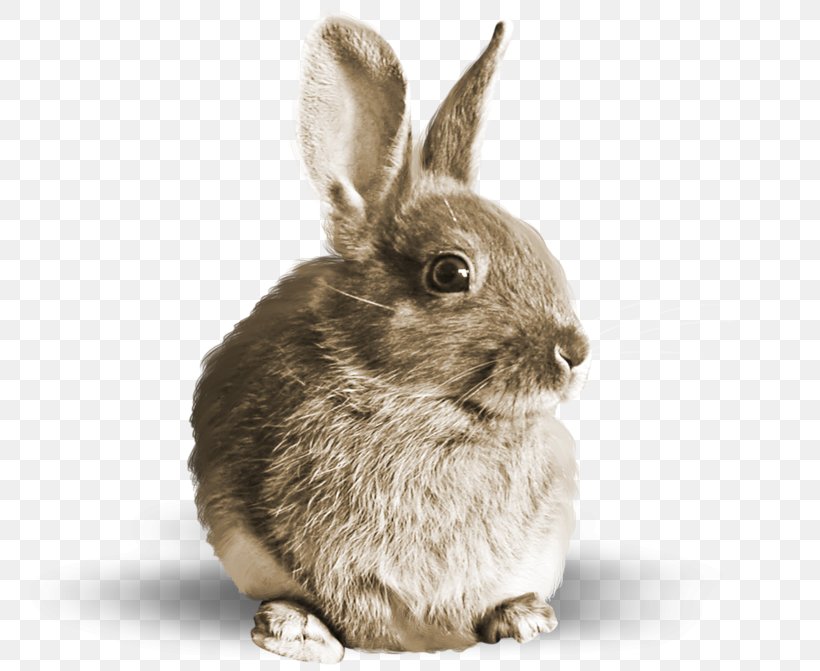 Domestic Rabbit Hare Fur Clip Art, PNG, 800x671px, Domestic Rabbit, Albom, Animal, Exxonmobil, Fauna Download Free