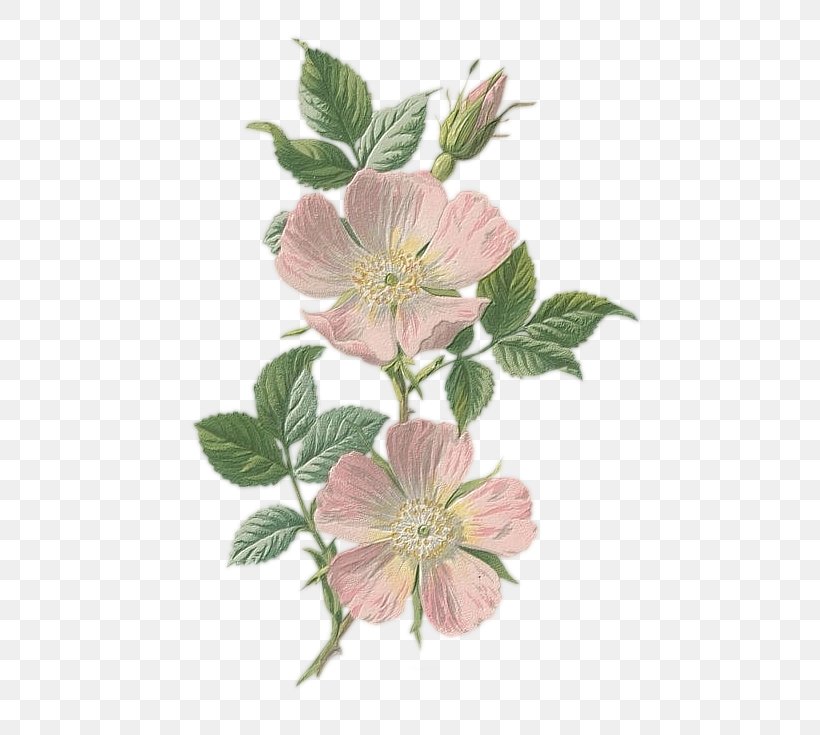 Familiar Wild Flowers Botany Botanical Illustration Drawing, PNG, 496x735px, Familiar Wild Flowers, Art, Botanical Illustration, Botany, Dogrose Download Free