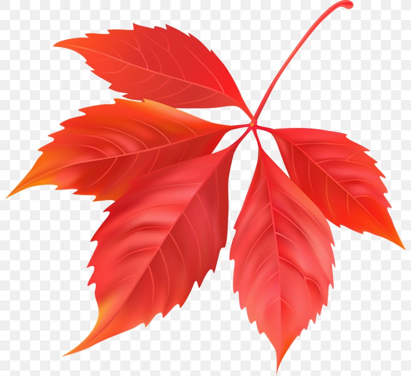Maple Leaf Canada, PNG, 800x751px, Maple Leaf, Autumn, Autumn Leaf Color, Canada, Deciduous Download Free