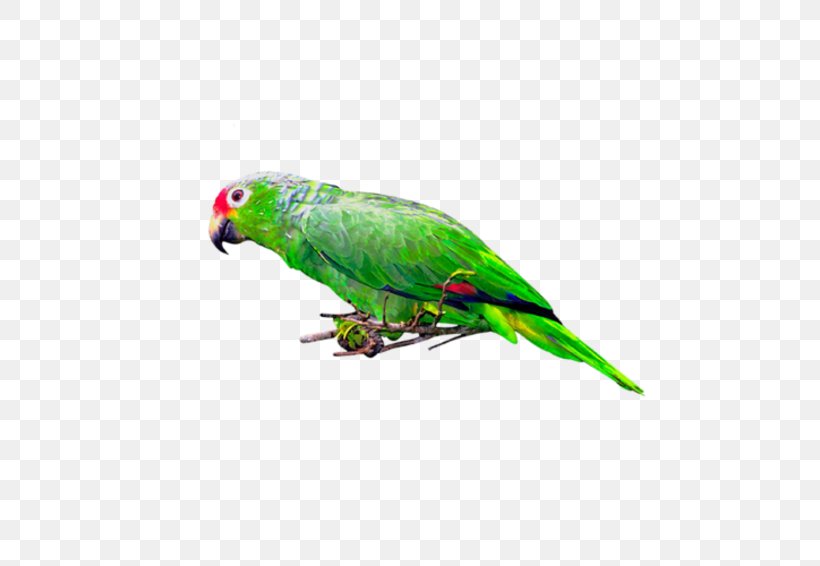 Budgerigar Bird Parrot Parakeet Macaw, PNG, 566x566px, Budgerigar, Beak, Bird, Common Pet Parakeet, Digital Image Download Free