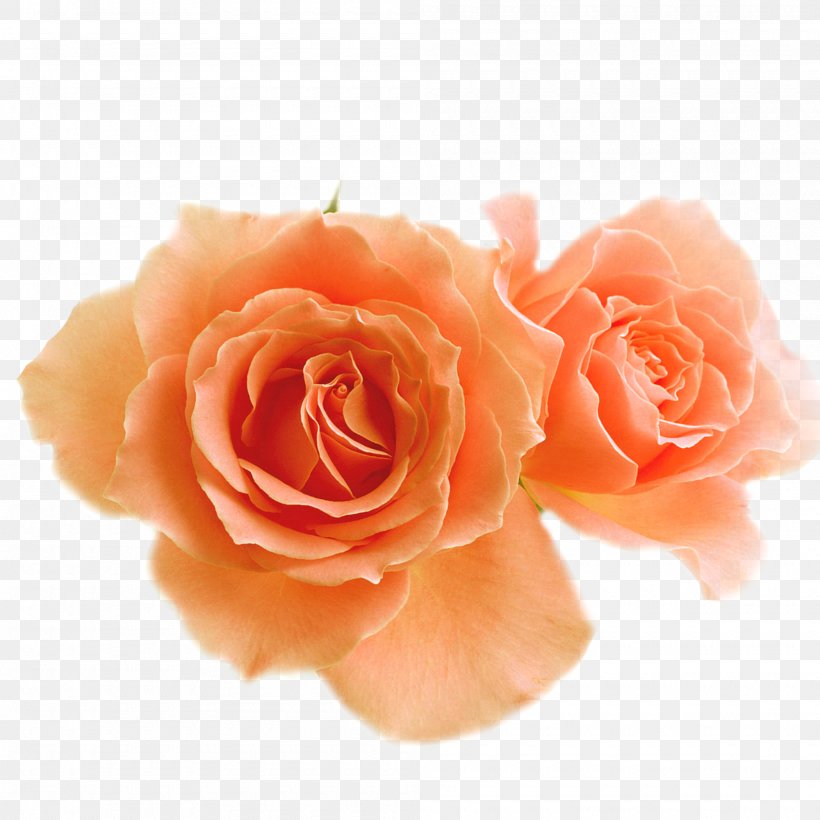 Garden Roses Flower Blossom Clip Art, PNG, 2000x2000px, Rose, Art, Artificial Flower, Blossom, Color Download Free