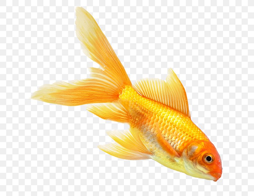 Goldfish Download Computer File, PNG, 635x635px, Goldfish, Bonyfish, Comparazione Di File Grafici, Cyprinidae, Designer Download Free