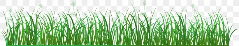 Vetiver Sweet Grass Green Euclidean Vector Pasture, PNG, 2000x390px, Vetiver, Allium Fistulosum, Chrysopogon, Chrysopogon Zizanioides, Commodity Download Free