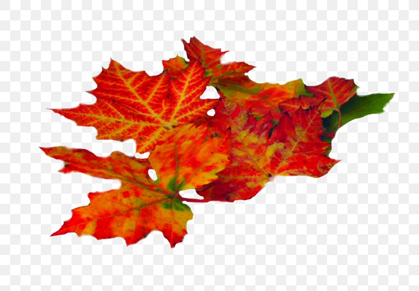Autumn Leaf Maple Summer Image, PNG, 800x571px, Autumn, Autumn Leaf Color, Black Maple, Centerblog, Deciduous Download Free